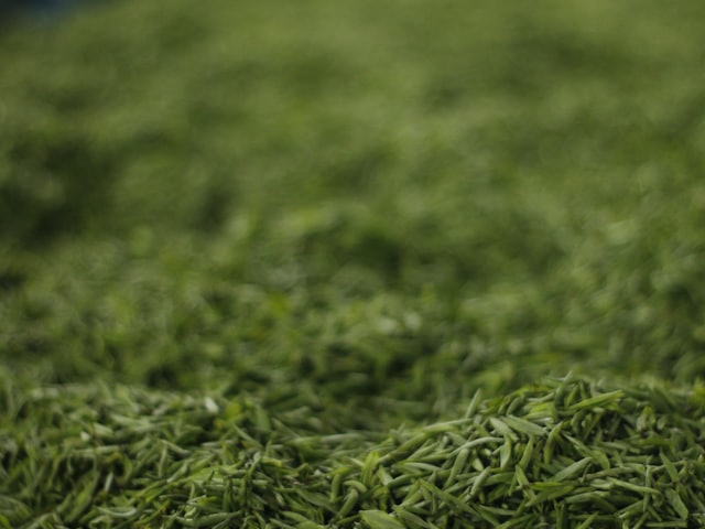 A drift of fresh green tea leaves filling the frame